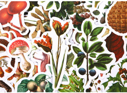 Forest Mushroom Stickers