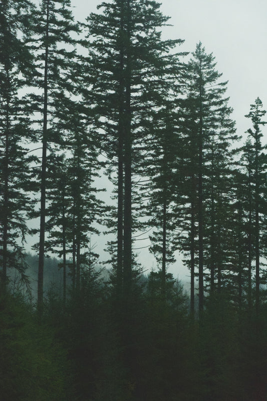 Moody Pine Print - Digital File