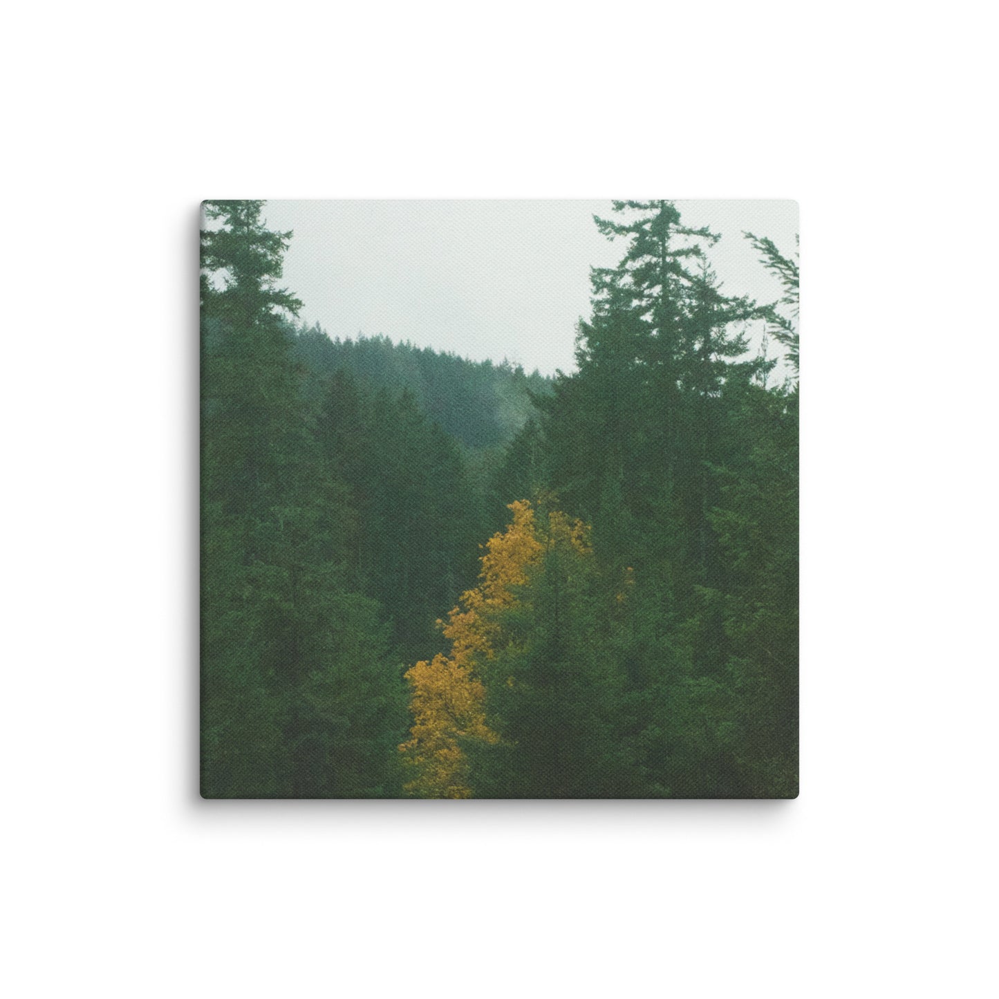 Treetop - Canvas Print