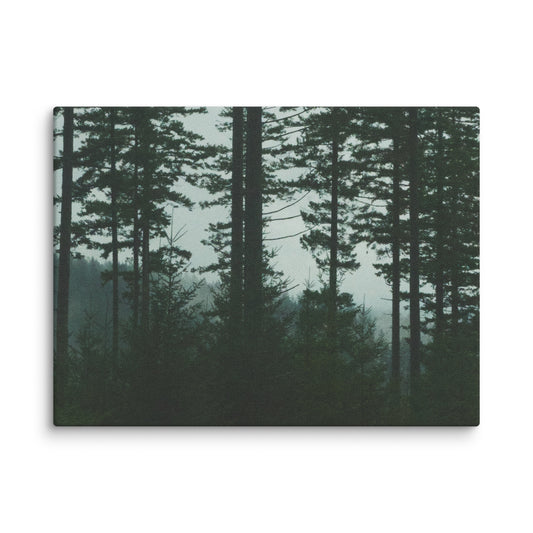 Moody Pine - Canvas Print