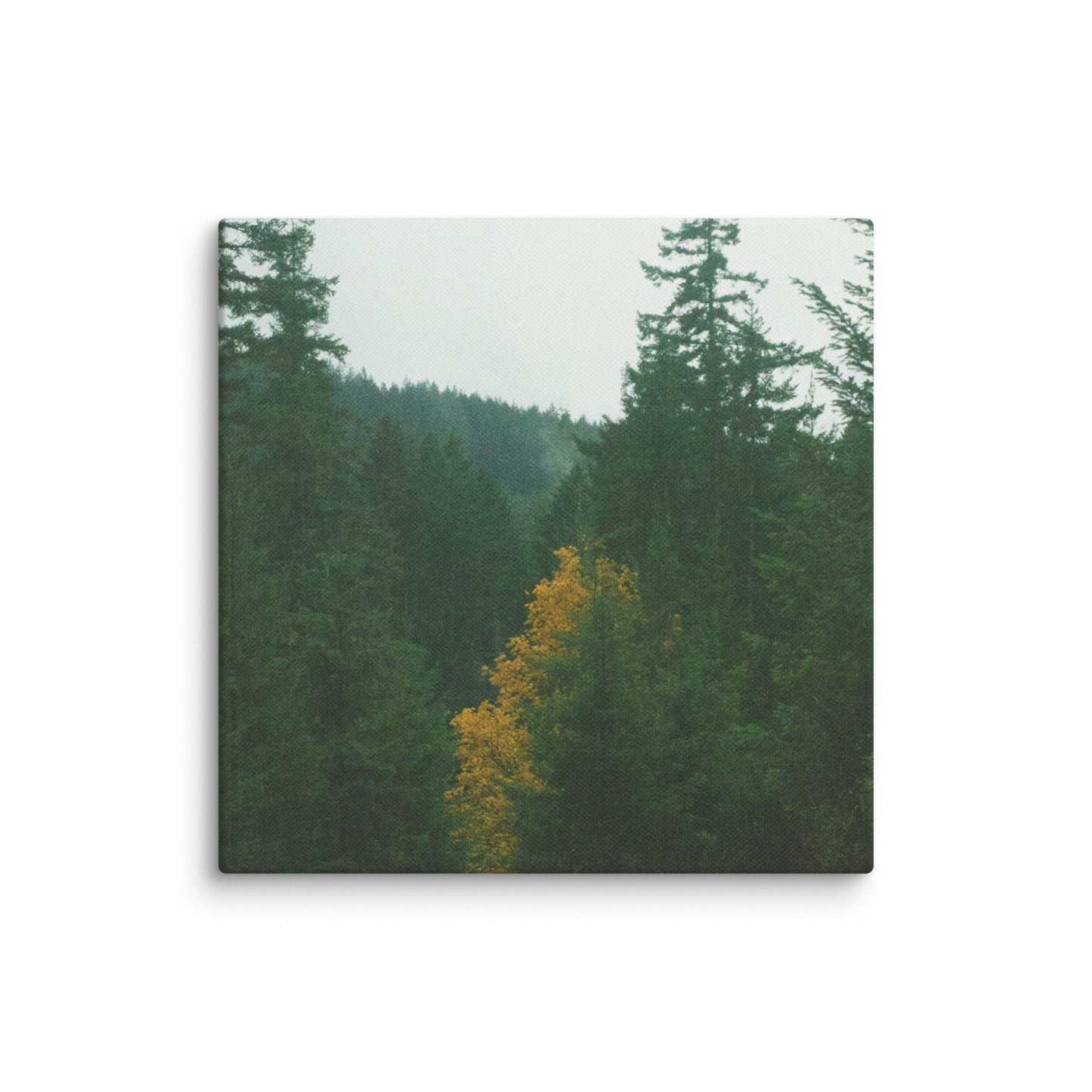 Treetop - Canvas Print