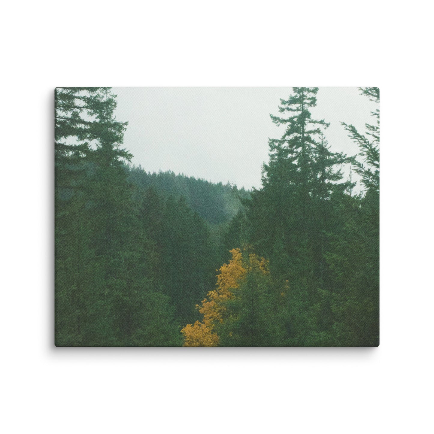 Treetop - Canvas Print