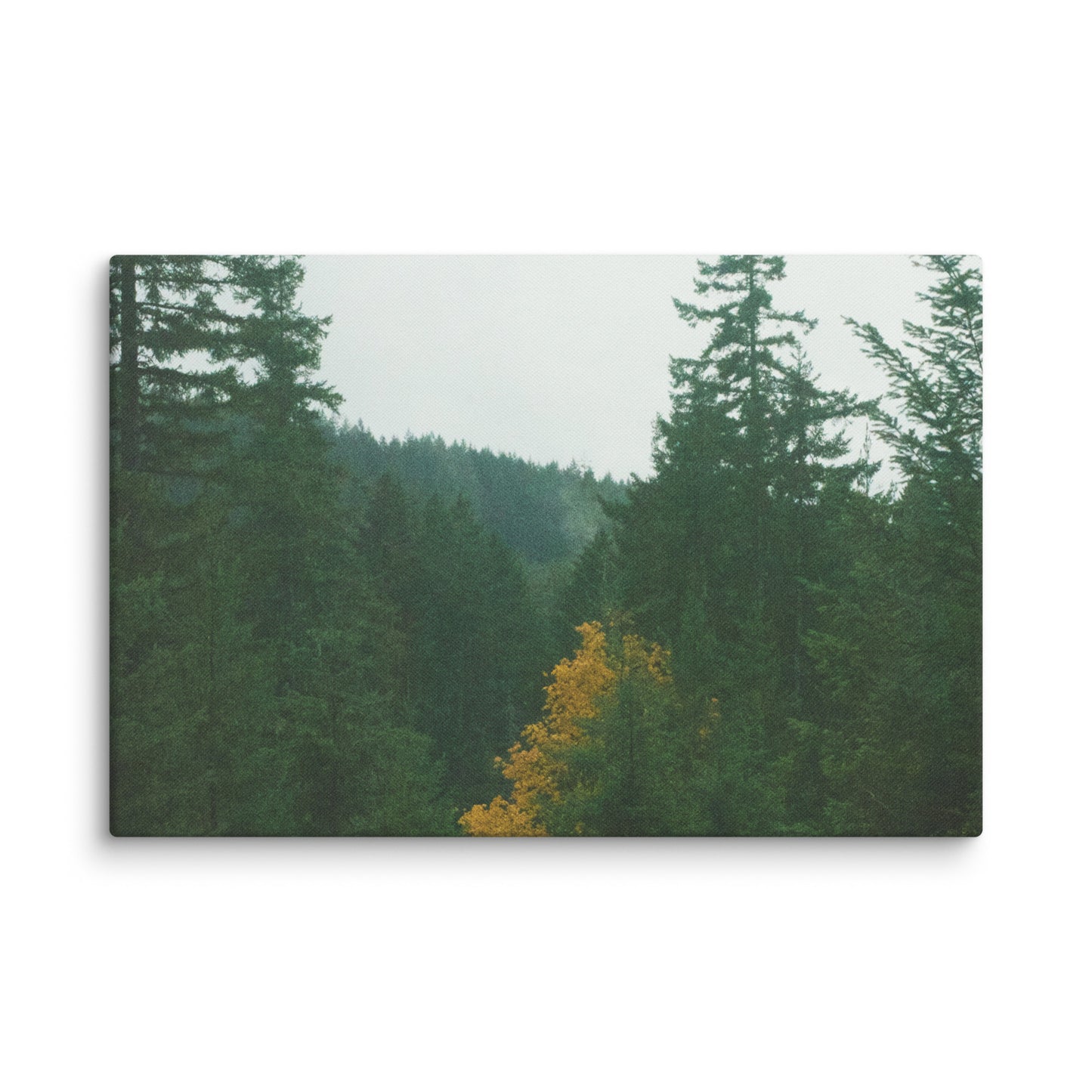 Treetop - Canvas Print